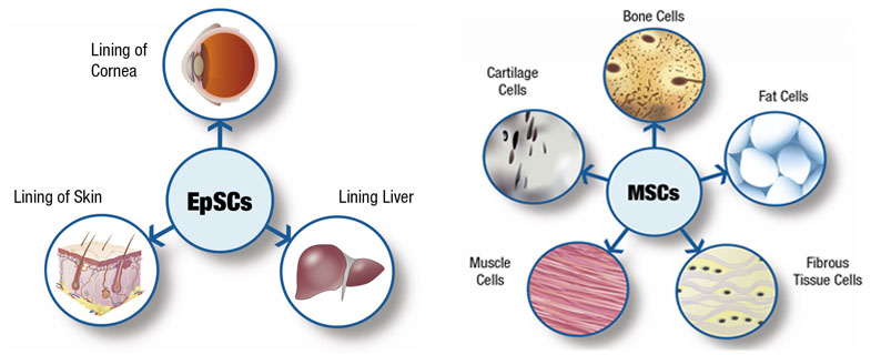 umbilical Cord Lining Stem Cells